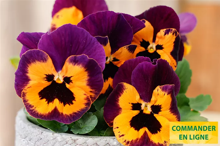 Carneval-Orange-Purple-Wing-Volmary_FR.jpg Carneval-Orange-Purple-Wing-Volmary_FR.jpg