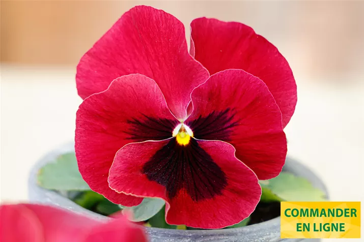 Carneval-Sangria-Volmary_FR.jpg Carneval-Sangria-Volmary_FR.jpg