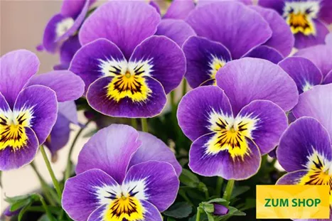 Twix-Honeyfrost-Volmary.jpg Twix-Honeyfrost-Volmary.jpg