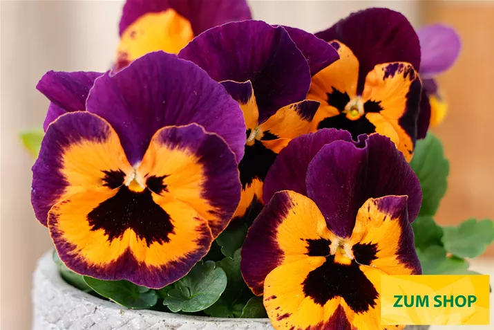 Carneval-Orange-Purple-Wing-Volmary.jpg Carneval-Orange-Purple-Wing-Volmary.jpg