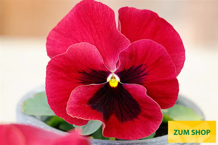 Carneval-Sangria-Volmary.jpg Carneval-Sangria-Volmary.jpg