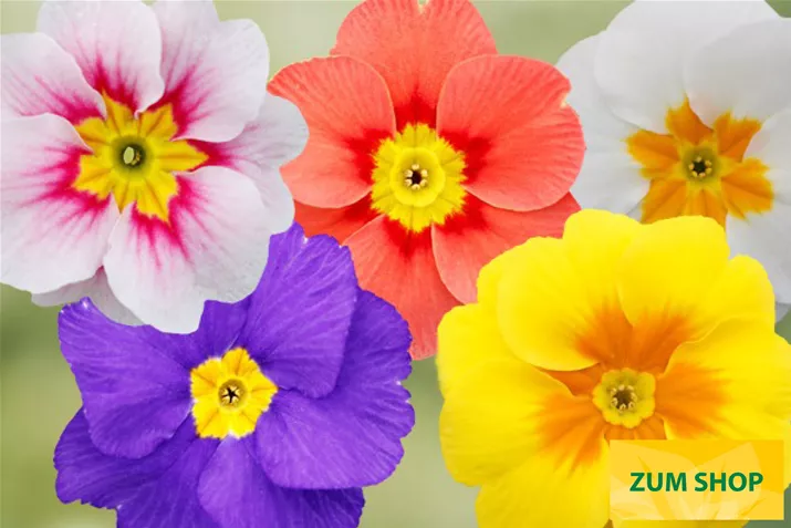 Dakota-Special-Mix-Volmary.jpg Dakota-Special-Mix-Volmary.jpg