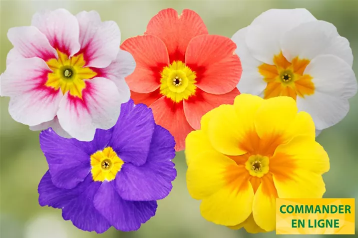 Dakota-Bicolor-Special-Volmary_FR.jpg Dakota-Bicolor-Special-Volmary_FR.jpg