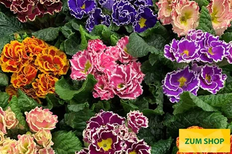 Sacarina-Mix-Volmary.jpg Sacarina-Mix-Volmary.jpg