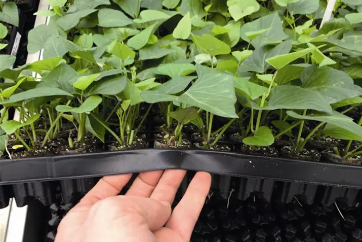 Erato-Orange-Seedlings-Tray_Volmary.JPG