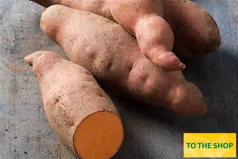 Sweet-Potatoe-Erato-Salmon-Orange.jpg Sweet-Potatoe-Erato-Salmon-Orange.jpg