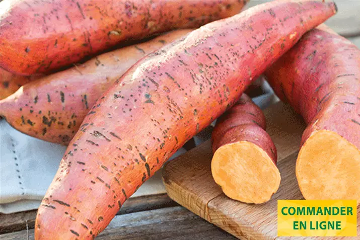 Patates-Douce-Erato-Deep-Orange.jpg Patates-Douce-Erato-Deep-Orange.jpg