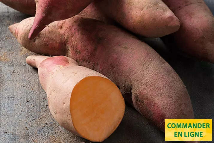 Patates-Douce-Erato-Early-Orange.jpg Patates-Douce-Erato-Early-Orange.jpg