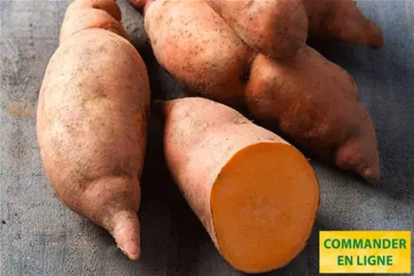 Patates-Douce-Erato-Compact-Orange.jpg Patates-Douce-Erato-Compact-Orange.jpg