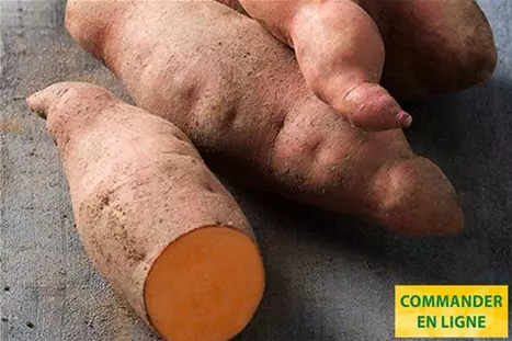 Patates-Douce-Erato-Salmon-Orange.jpg Patates-Douce-Erato-Salmon-Orange.jpg