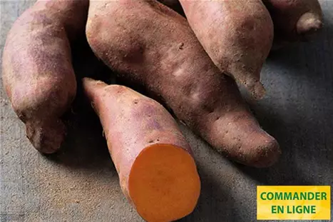 Patates-Douce-Erato-Intense-Orange.jpg Patates-Douce-Erato-Intense-Orange.jpg
