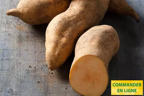 Patates-Douce-Erato-Vineland-Sunrise.jpg Patates-Douce-Erato-Vineland-Sunrise.jpg