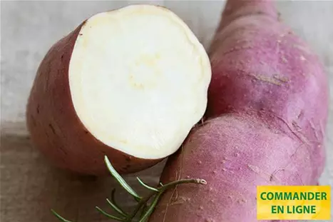 Patates-Douce-Erato-White.jpg Patates-Douce-Erato-White.jpg