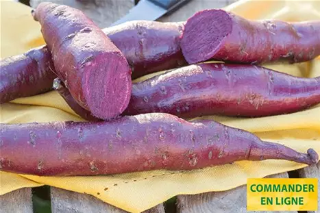 Patates-Douce-Erato-Violet.jpg Patates-Douce-Erato-Violet.jpg