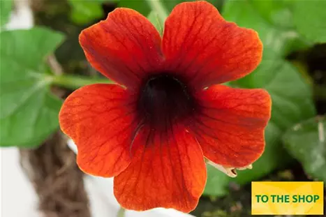 Thunbergia-Sunny-Susy-Brownie.jpg Thunbergia-Sunny-Susy-Brownie.jpg