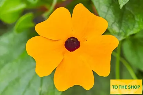 Thunbergia-Sunny-Susy-New-Orange.jpg Thunbergia-Sunny-Susy-New-Orange.jpg