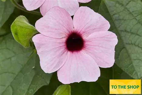 Thunbergia-Sunny-Susy-Pink-Beauty.jpg Thunbergia-Sunny-Susy-Pink-Beauty.jpg