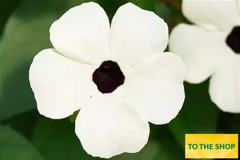 Thunbergia-Sunny-Susy-White-Halo.jpg Thunbergia-Sunny-Susy-White-Halo.jpg