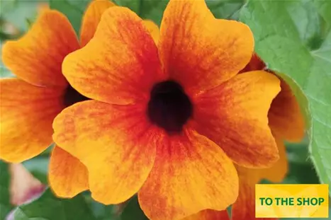 Thunbergia-Sunny-Susy-Orange&Red.jpg Thunbergia-Sunny-Susy-Orange&Red.jpg