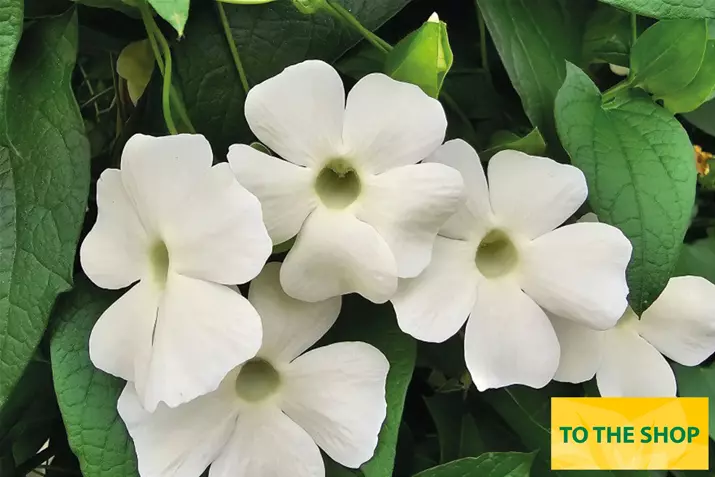 Thunbergia-Sunny-Susy-White-Wedding.jpg Thunbergia-Sunny-Susy-White-Wedding.jpg