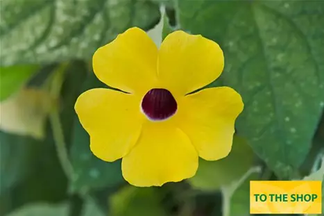 Thunbergia-Sunny-Susy-Gold.jpg Thunbergia-Sunny-Susy-Gold.jpg