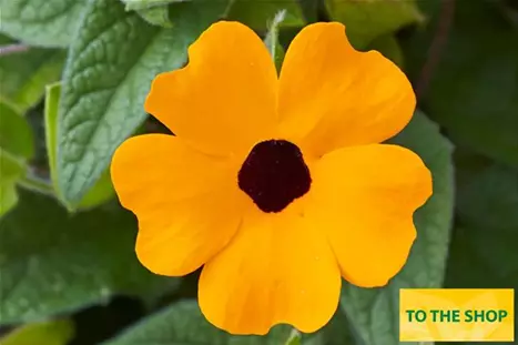 Thunbergia-Sunny-Susy-Orange-Eye.jpg Thunbergia-Sunny-Susy-Orange-Eye.jpg
