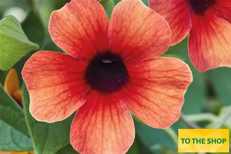 Thunbergia-Sunny-Susy-Tiger-Eye.jpg Thunbergia-Sunny-Susy-Tiger-Eye.jpg