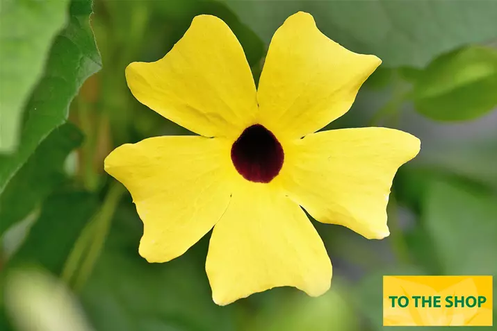 Thunbergia-Sunny-Susy-Yellow-Dark-Eye.jpg Thunbergia-Sunny-Susy-Yellow-Dark-Eye.jpg