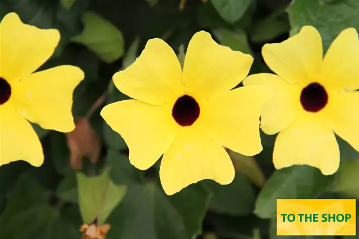 Thunbergia-Sunny-Susy-Yellow-Dark-Eye_Volmary.jpg Thunbergia-Sunny-Susy-Yellow-Dark-Eye_Volmary.jpg