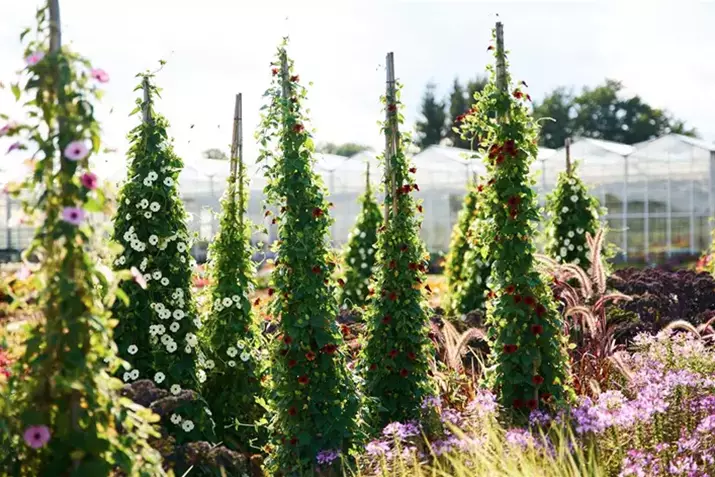Thunbergia_Pyramide.png