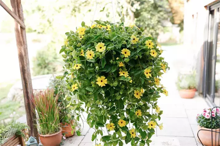 Thunbergia_Planter des cultures en pot.png
