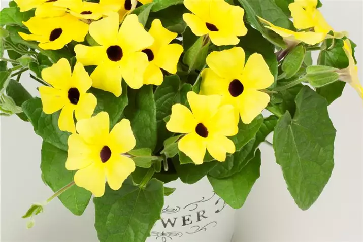 Thunbergia-culture-en-pot.jpg