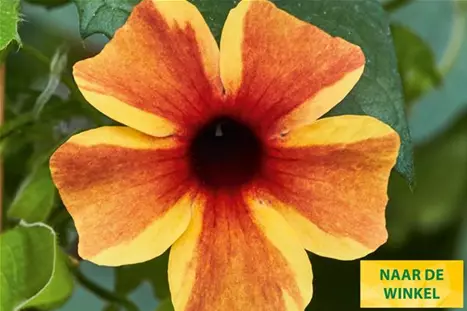 Thungergia_Sunny-Susy-Amber-Stripes_NL.jpg