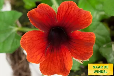 Thunbergia-Sunny-Susy-Brownie_NL.jpg