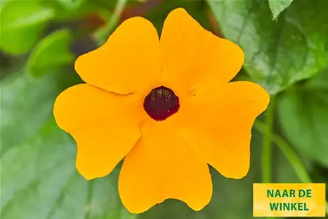 Thungergia_Sunny-Susy-New-Orange_NL.jpg