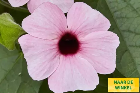 Thungergia_Sunny-Susy-Pink-Beauty_NL.jpg