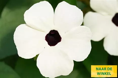 Thungergia_Sunny-Susy-White-Halo_NL.jpg