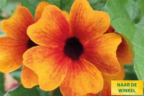 Thungergia_Sunny-Susy-Amber-Orange&Red_NL.jpg
