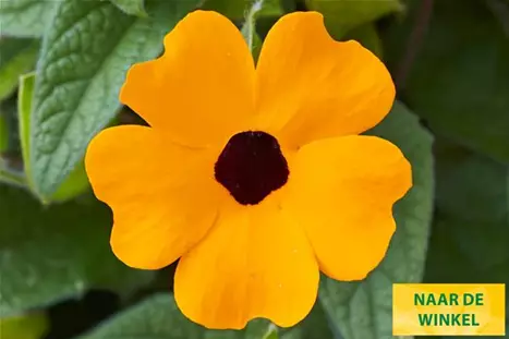 Thungergia_Sunny-Susy-Orange-Eye_NL.jpg