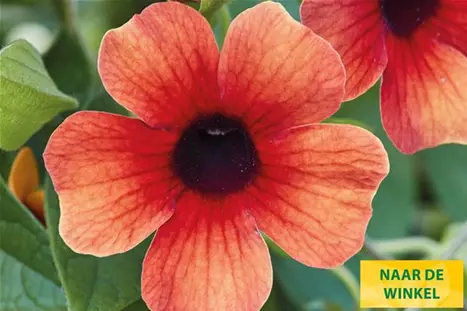 Thungergia_Sunny-Susy-Tiger-Eye_NL.jpg