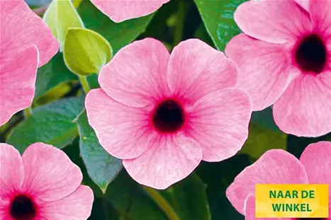 Thungergia_Sunny-Susy-Rose-Sensation_NL.jpg
