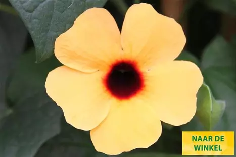 Thungergia_Sunny-Susy-Terracotta_NL.jpg