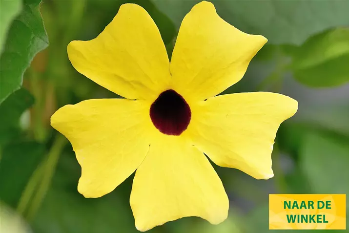 Thungergia_Sunny-Susy-Yellow-Dark-Eye_NL.jpg