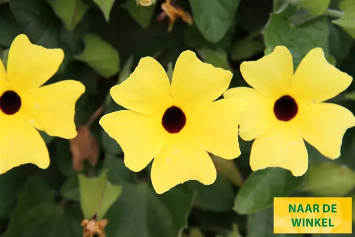 Thungergia_Sunny-Susy-Yellow-Dark-Eye-Volmary_NL.jpg