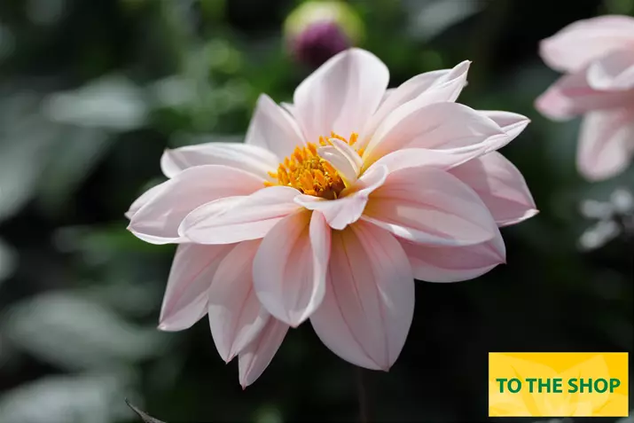 Dahlia-Lubega-Darl-Volmary_EN.jpg Dahlia-Lubega-Darl-Volmary_EN.jpg