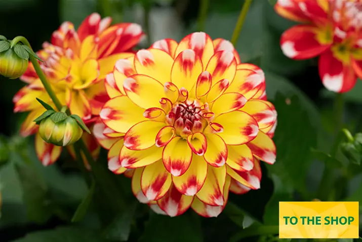 Dahlia-Lubega-Power-Volmary_EN.jpg Dahlia-Lubega-Power-Volmary_EN.jpg