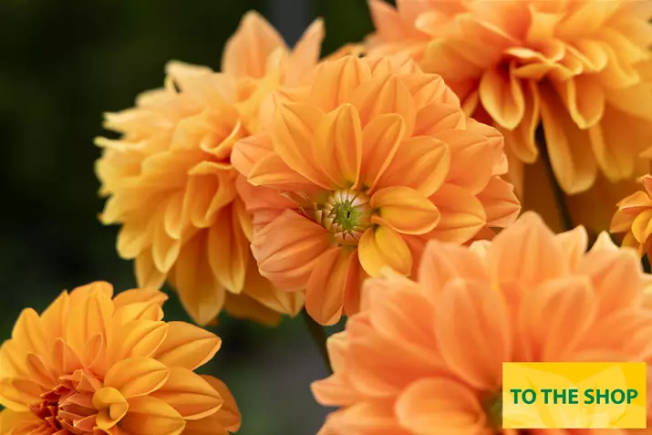 Dahlia-Lubega-XL-Volmary_EN.jpg Dahlia-Lubega-XL-Volmary_EN.jpg