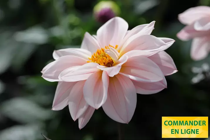 Dahlia-Lubega-Dark-Volmary_FR.jpg Dahlia-Lubega-Dark-Volmary_FR.jpg