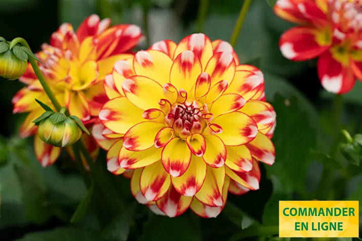 Dahlia-Lubega-Power_Volmary_FR.jpg Dahlia-Lubega-Power_Volmary_FR.jpg