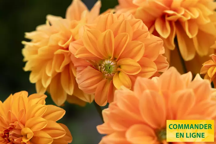 Dahlia-Lubega-XL-Volmary_FR.jpg Dahlia-Lubega-XL-Volmary_FR.jpg